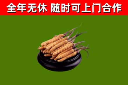 新郑烟酒回收冬虫夏草.jpg